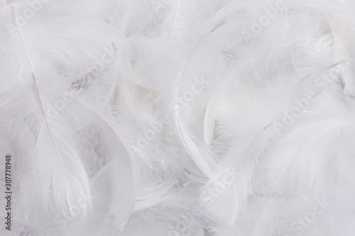 Soft white feathers background