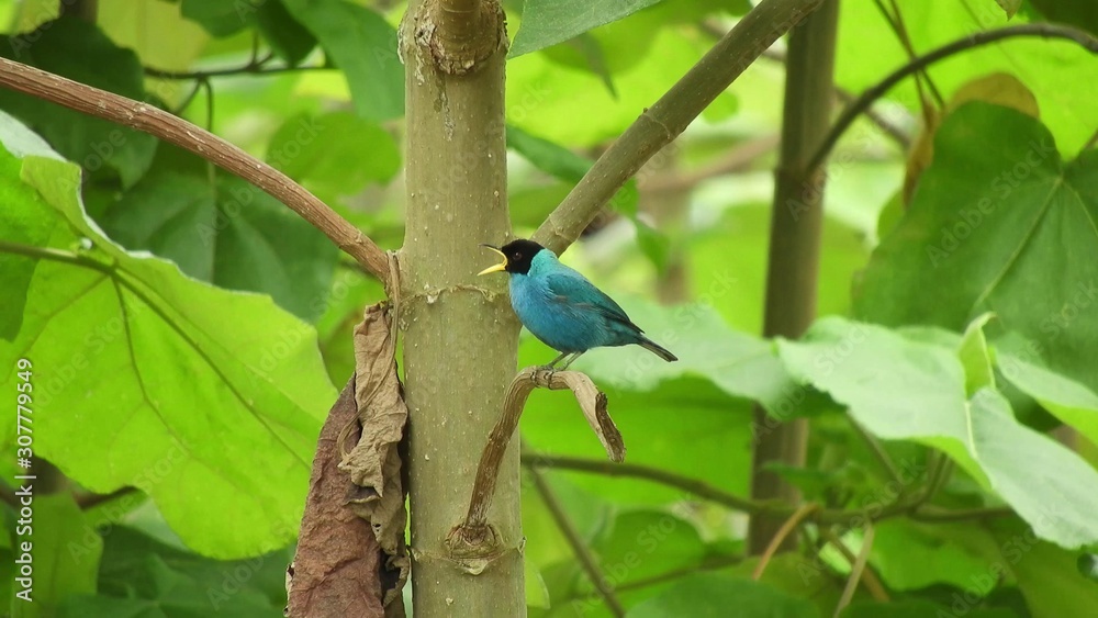 Fototapeta premium bird on a branch