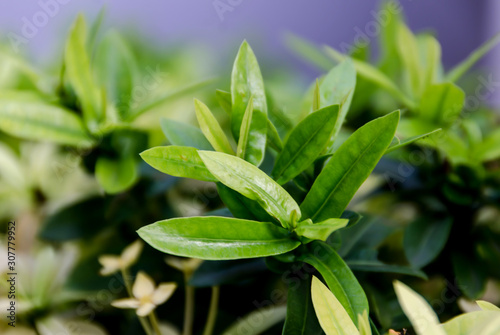 green plant in the garden