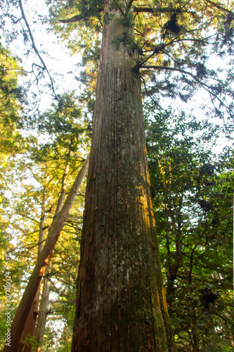 Japanese Cedar
