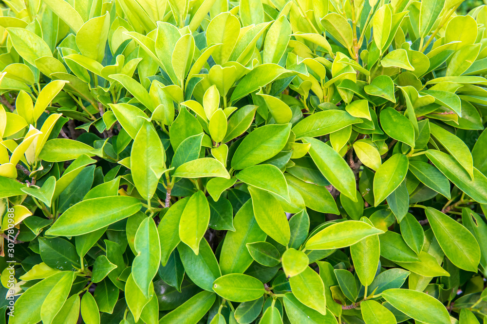 Green leaf bush for background textured usage. Green leaf bush for background textured usage.