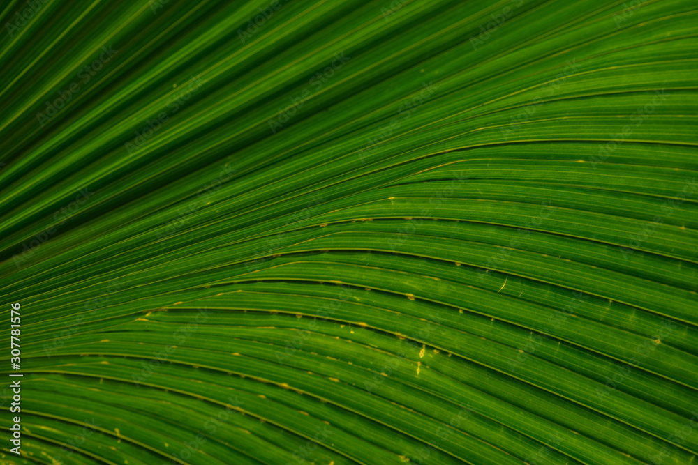 Obraz premium Close up of leaves texture or background