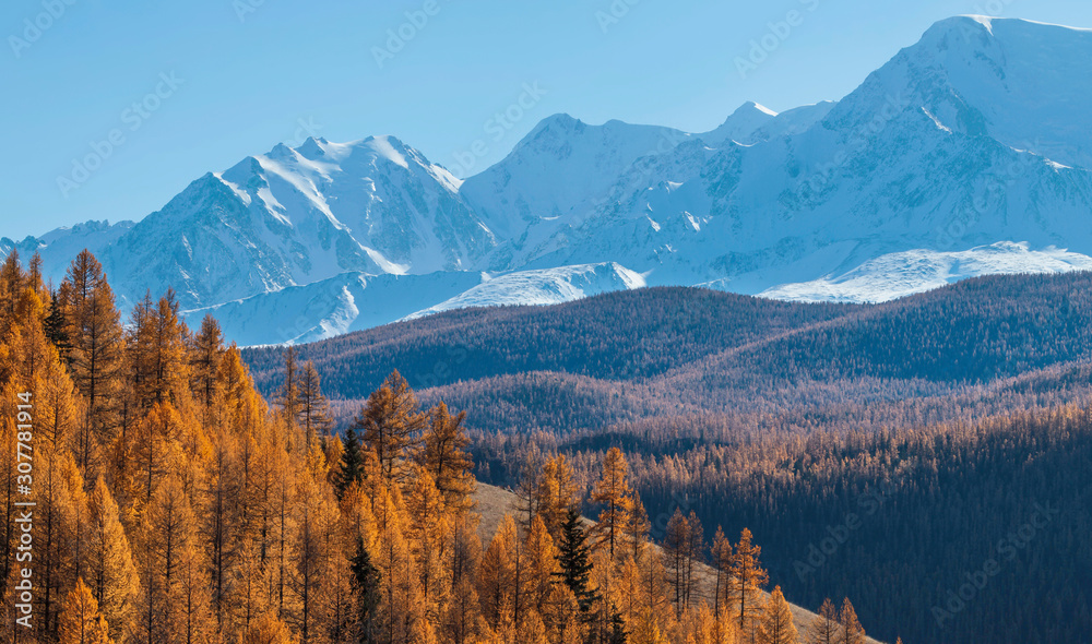 Autumn view, sunny day. Orange larch forest on a hillside, snow-capped peaks.