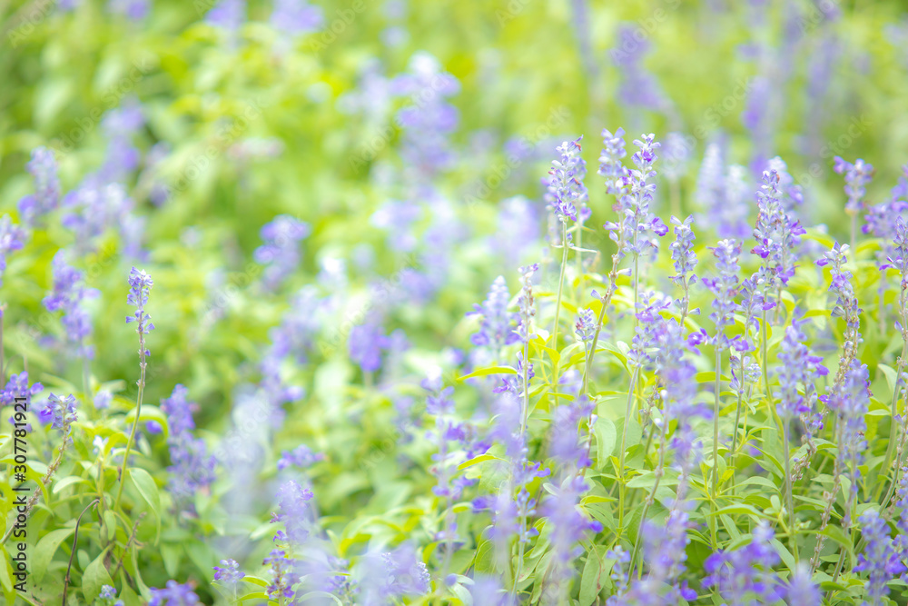 Beautiful soft focus or selective focus on purple or violet lavender flower meadow field on the garden. Beautiful soft focus or selective focus on purple or violet lavender flower meadow field on the garden.