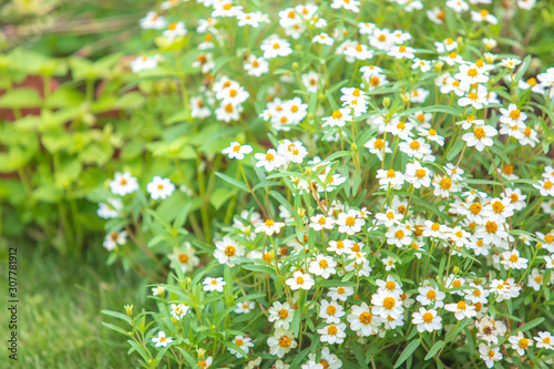 Daisy flower meadow field in the garden