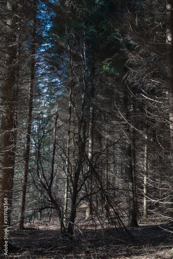shapes from trees in the forest shapes from trees in the forest