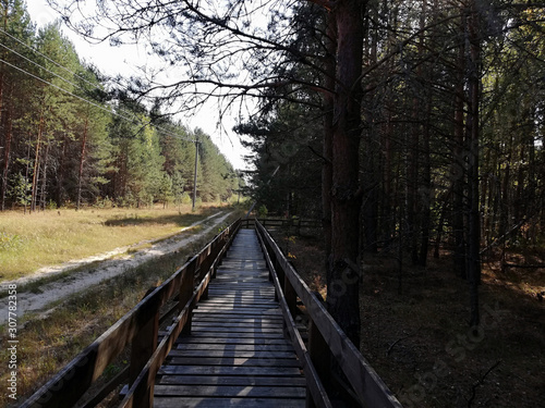 Mysterious wooden path in the reserve