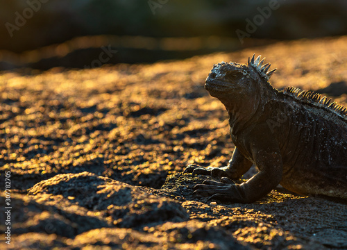 A marine iguana (Amblyrhynchus cristatus) portrait at sunset on the lava rock beach of Puerto Egas, Santiago island, Galapagos islands national park, Ecuador. photo