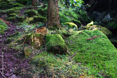 Moss and streams beneath the rainforest © photobee
