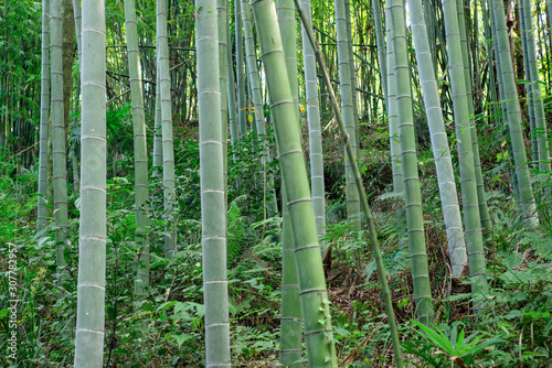 A close-up of a beautiful bamboo forest