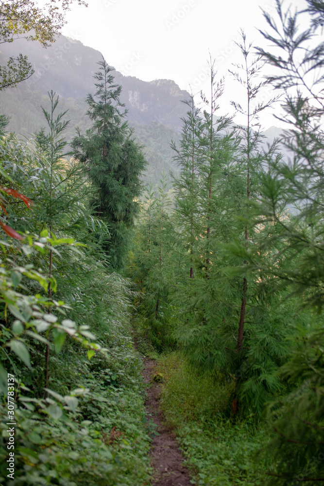 A footpath in the mountains A footpath in the mountains