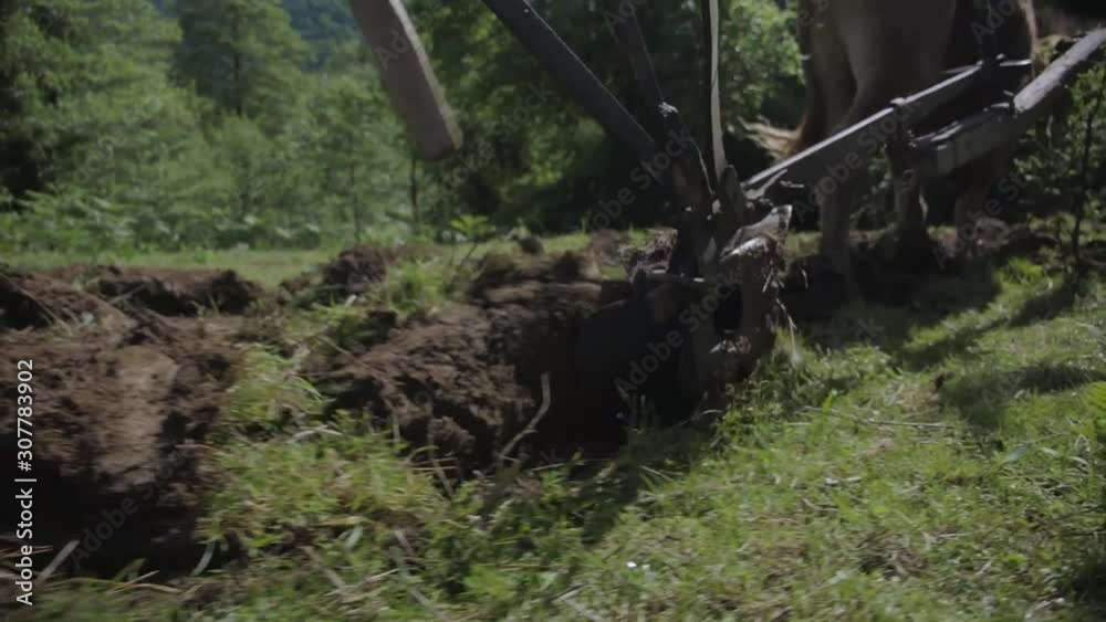 traditional method of cultivation