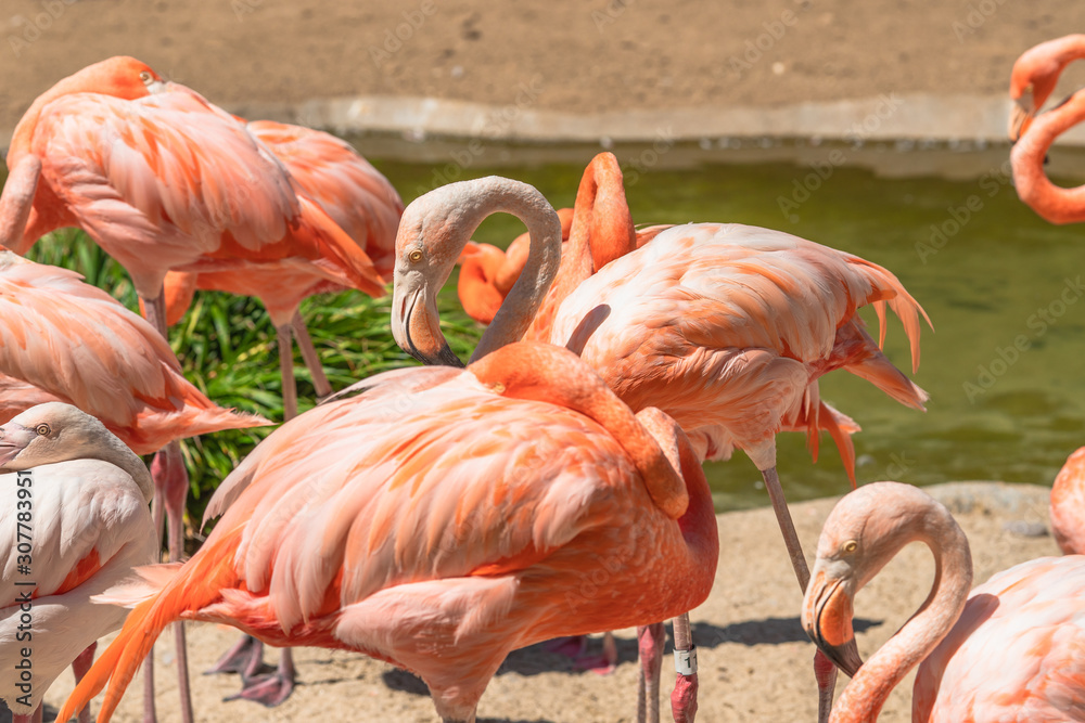 Flamingo. Flock of flamingo in natural background