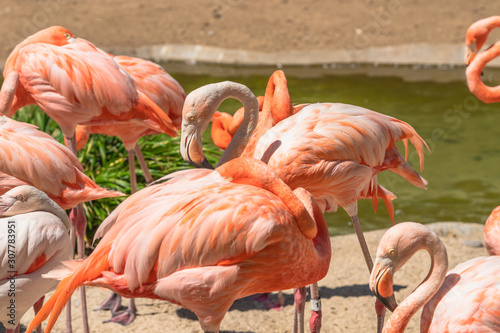 Flamingo. Flock of flamingo in natural background