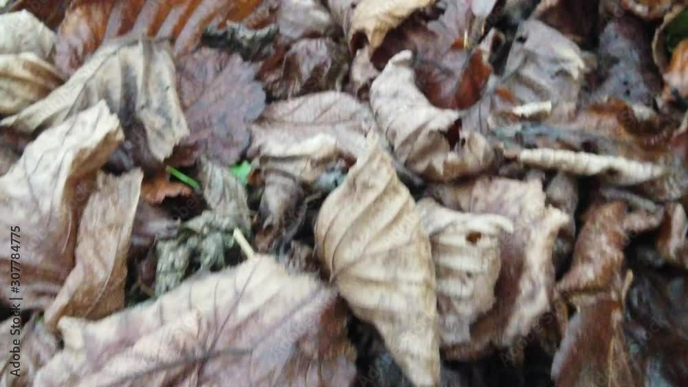 Autumn leaves filmed on the ground in cold season Autumn leaves filmed on the ground in cold season