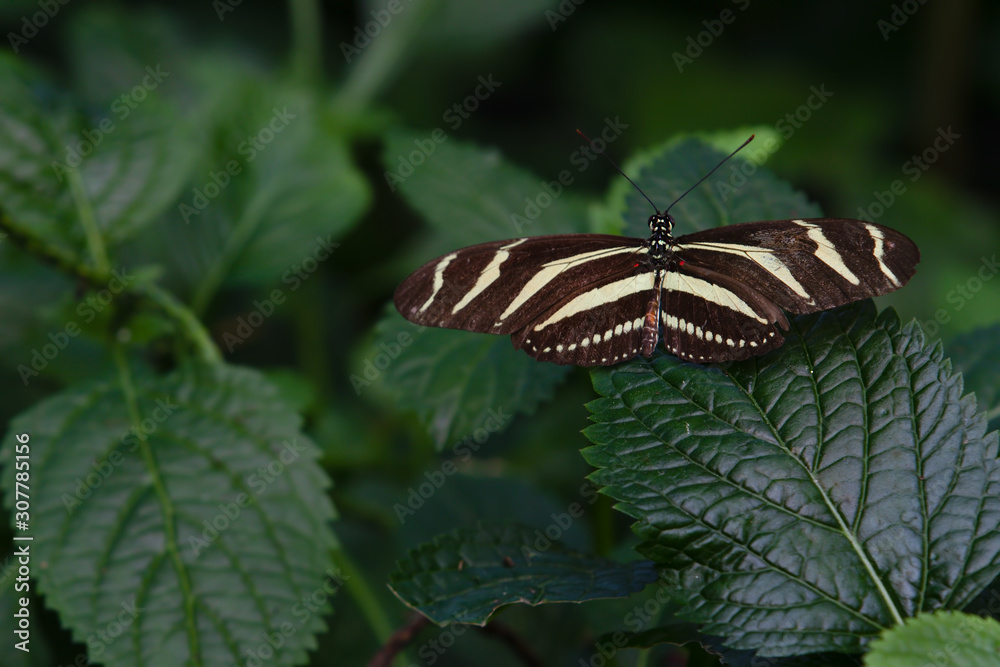 Fototapeta premium Zebra Longwing Butterfly Heliconius charithonia Green