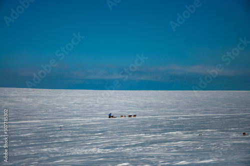 Traveling  outdoor activities and dog sledding in Kamchatka