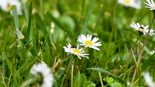 Honey bee fly on the white daisy flower in the park