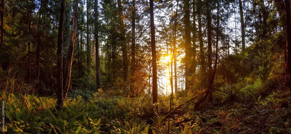 Obraz premium Beautiful Panoramic View of a forest near the ocean during a golden and vibrant sunset. Taken in Lighthouse Park in West Vancouver, British Columbia, Canada.