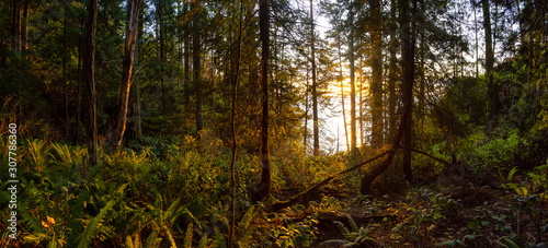 Beautiful Panoramic View of a forest near the ocean during a golden and vibrant sunset. Taken in Lighthouse Park in West Vancouver  British Columbia  Canada.