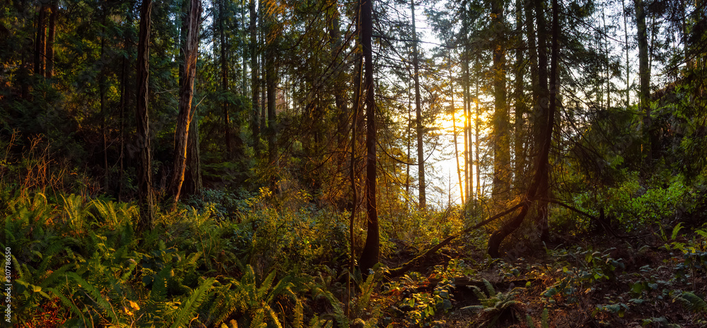 Obraz premium Beautiful Panoramic View of a forest near the ocean during a golden and vibrant sunset. Taken in Lighthouse Park in West Vancouver, British Columbia, Canada.