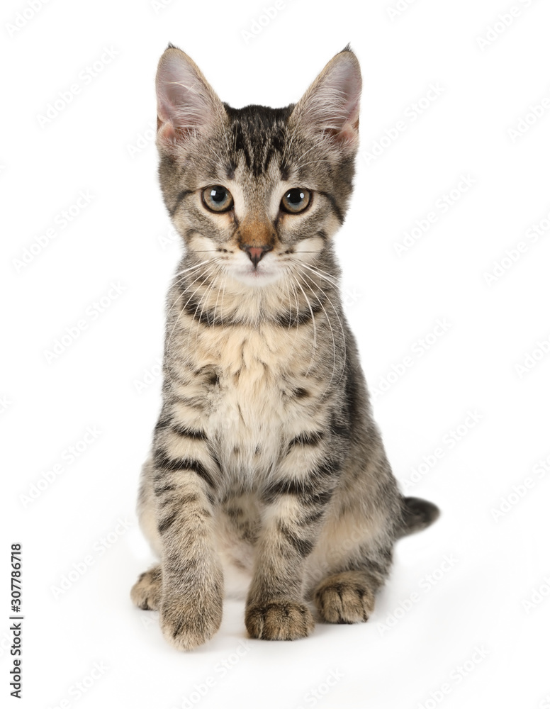 Gray striped kitten sitting and looking at the camera