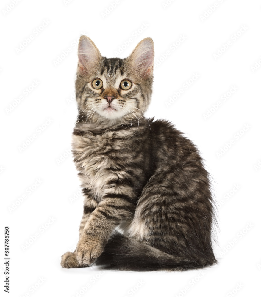 Cute grey striped kitten sitting on a white background Cute grey striped kitten sitting on a white background