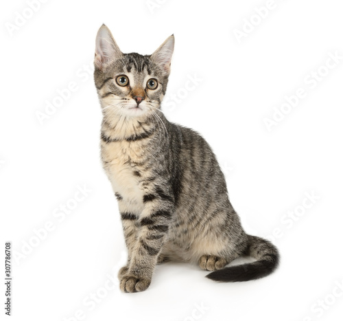 Grey striped kitten sitting on a white background