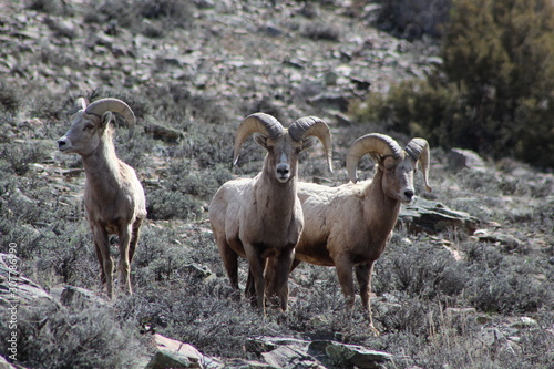 Rocky Montain Bighorn Sheep