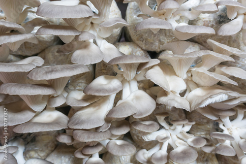 Oyster mushrooms in the mushroom farm