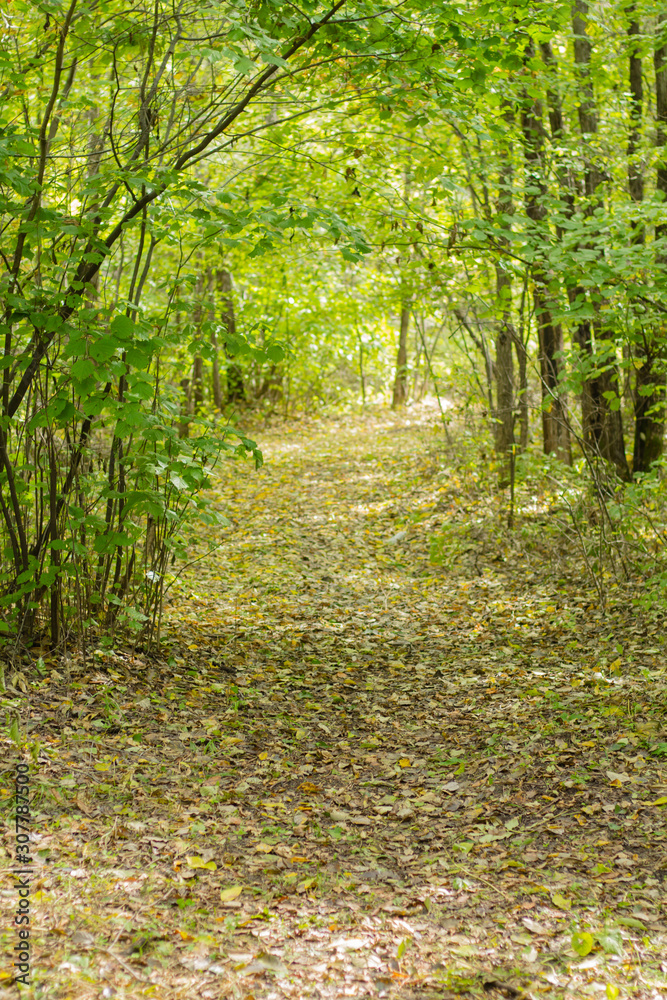 Trees with branches bend look like a tree tunnel and front cement corridor.The tropical forests are green leaves.Beautiful nature wallpapers.The atmosphere looks awesome.