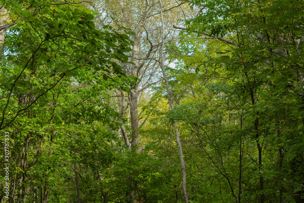 Fototapeta premium Deciduous trees in a dense forest. Summer sunny day.