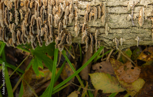 Tree bark with mushrooms and grass. Macro shot