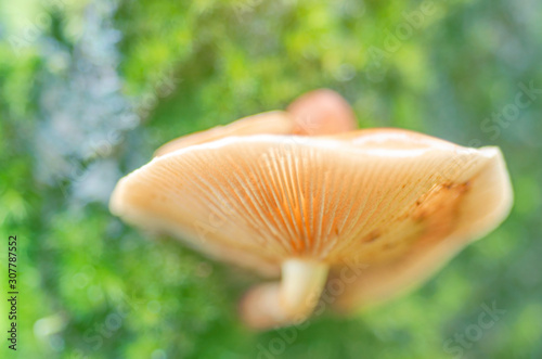 Blurred for background.Orange Wild mushrooms on a green background.