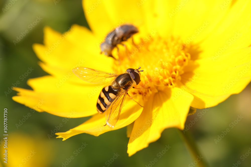 Syrphidae on flower in the wild Syrphidae on flower in the wild