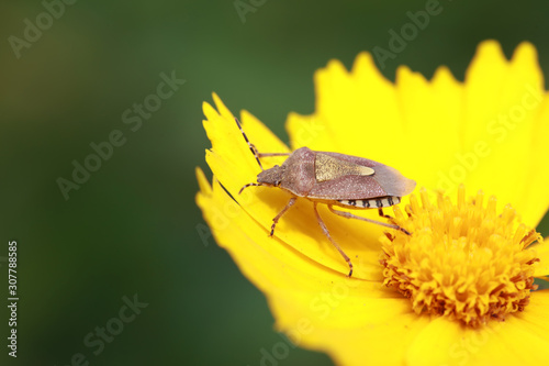 Dolycoris baccarum photo