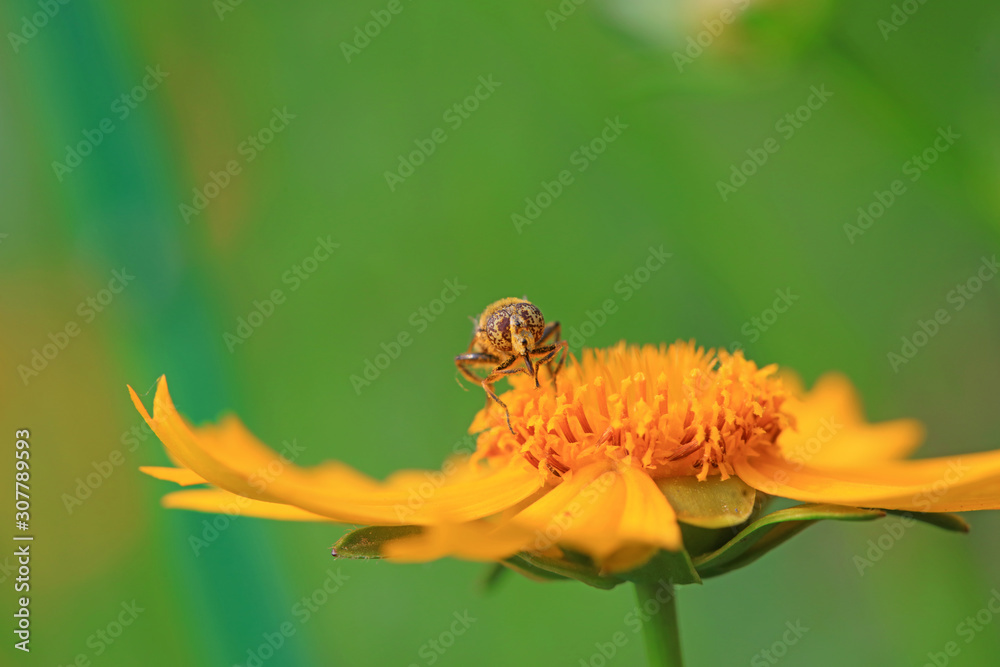 Syrphidae on plant in the wild Syrphidae on plant in the wild