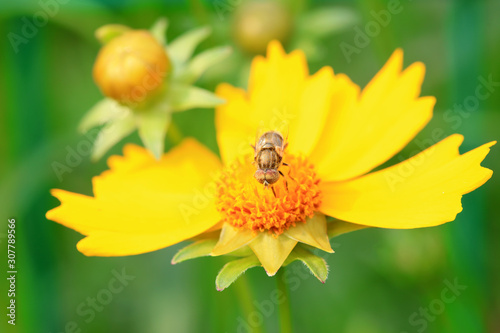 Syrphidae on plant in the wild