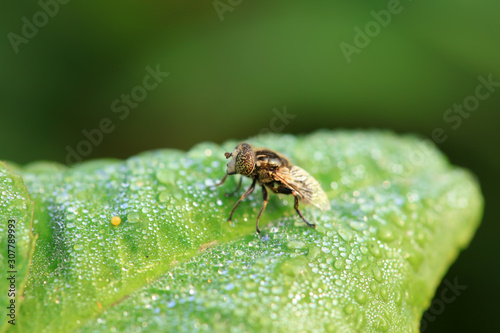 Syrphidae on plant in the wild