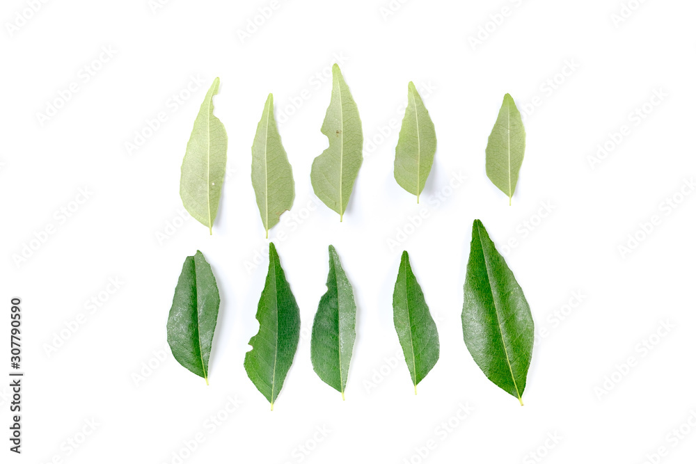 Curry leaves isolated Curry leaves isolated