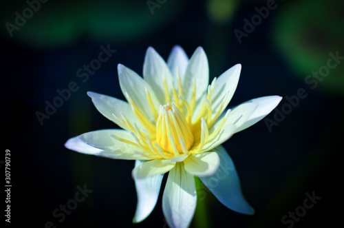 Close up of a white water lily in pond 