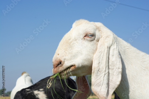 Portrait of a grazing Goat