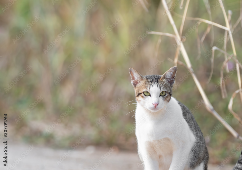 Close up Cute Tabby Cat Isolated on Blurry Background Close up Cute Tabby Cat Isolated on Blurry Background