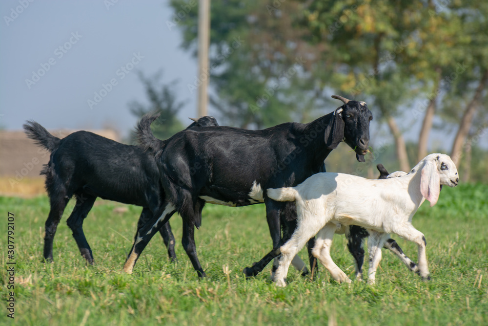 Herd of goats in the field 
