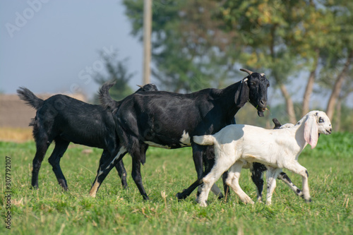 Herd of goats in the field 