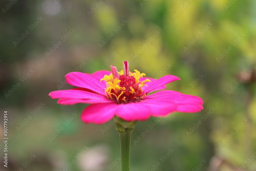 Pink flower Pink flower