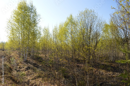 spring, forest, birch young ,