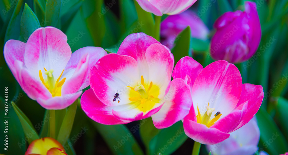 Fototapeta premium Beautiful in spring colorful of tulip