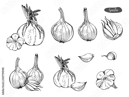 Garlic hand drawn vector set.Detailed retro style sketch illustration. Kitchen herbal spice and food ingredient.Garlic, isolated spice object.