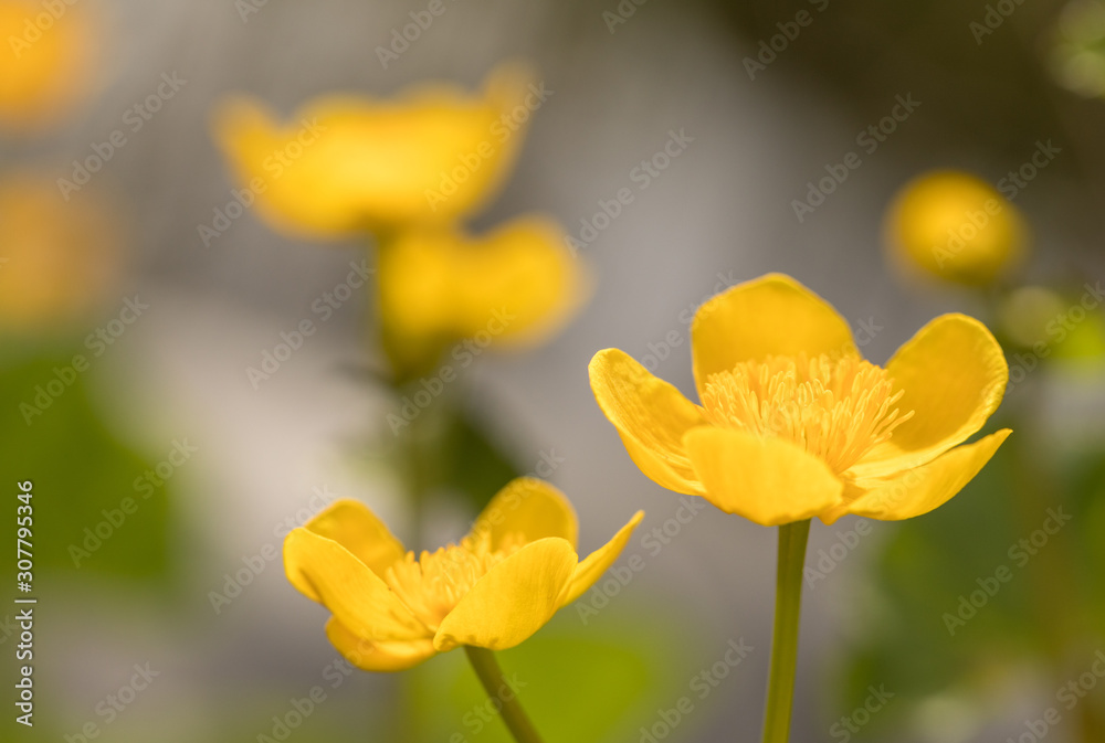 Kingcup or Marsh Marigold - Caltha palustris flowers close up Kingcup or Marsh Marigold - Caltha palustris flowers close up